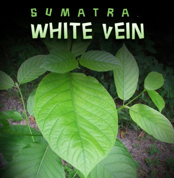 White Vein Sumatra kratom