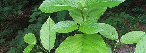 Malay Kratom Leaves