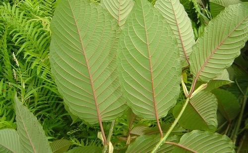 thai-kratom-leaves