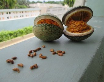 akuamma seeds