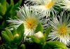 kanna-sceletium-tortuosum-benefits-side-effects-and-how-to-use