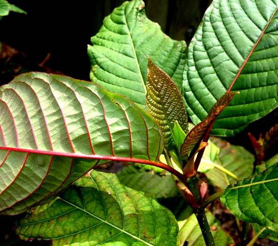 Which Is The Most Strongest Red Vein Kratom?