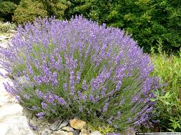 Lavender (Lavandula Angustifolia, Lavandula Officinalis)