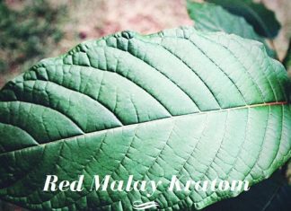Red Malay Kratom