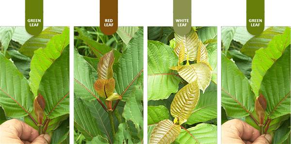 The Many Colors of Kratom Explained