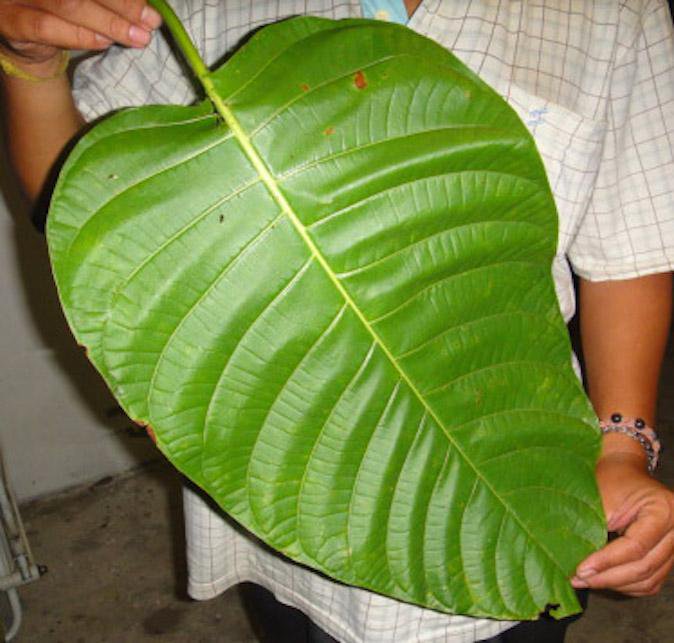 Elephant Kratom giant Leaf