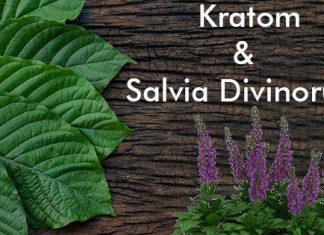 salvia divinorum and kratom