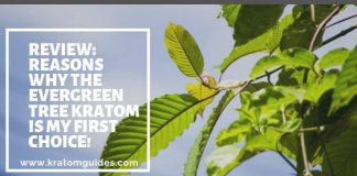 The Evergreen Tree Kratom