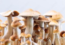 Kratom and Magic Mushrooms