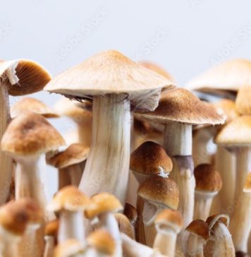 Kratom and Magic Mushrooms