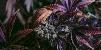 Incorporating Cannabis and Kratom