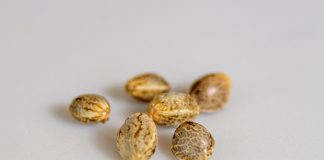 Cannabis Seeds Market