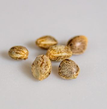 Cannabis Seeds Market