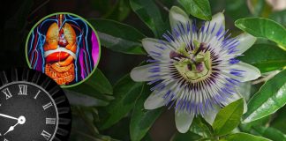 How Long Does The Passion Flower Last In Your System?