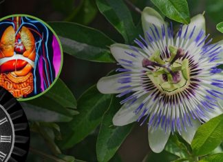 How Long Does The Passion Flower Last In Your System?