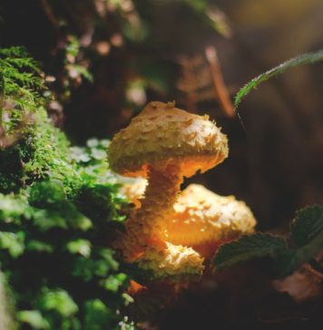 How To Grow Magic Mushrooms